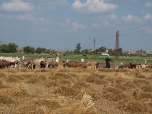 Shepherd leading flock to feed on cut fields